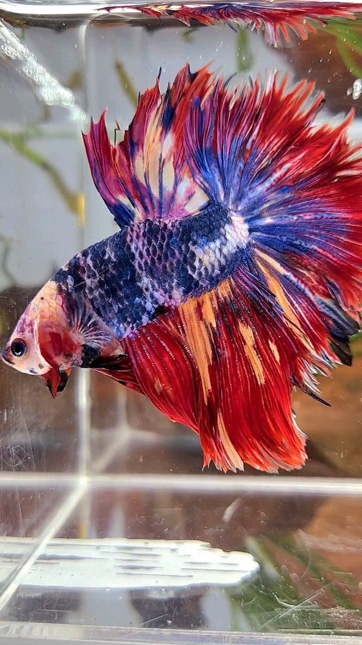 XL HALFMOON ROSETAIL BLUE FANCY RED FIRE MULTICOLOR BETTA FISH