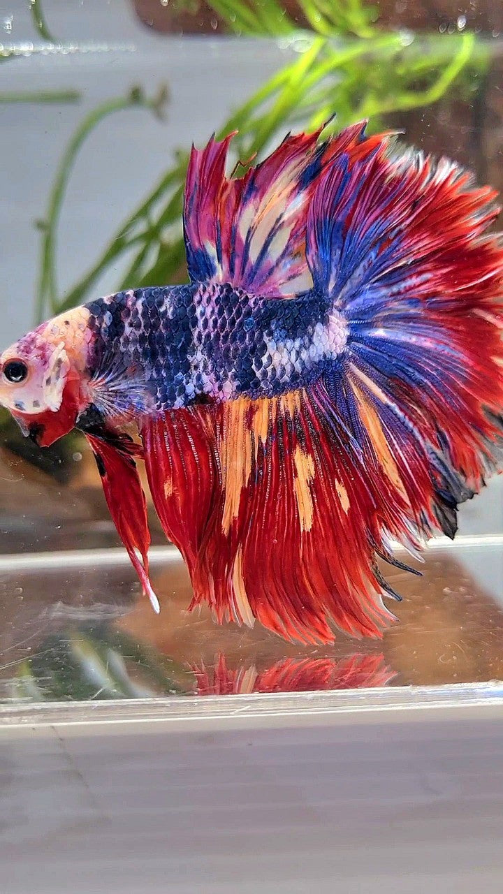 XL HALFMOON ROSETAIL BLUE FANCY RED FIRE MULTICOLOR BETTA FISH