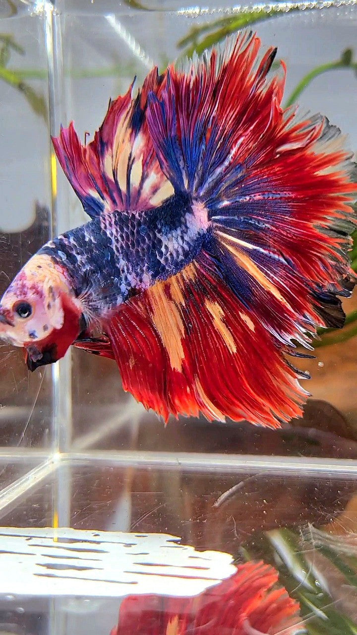 XL HALFMOON ROSETAIL BLUE FANCY RED FIRE MULTICOLOR BETTA FISH