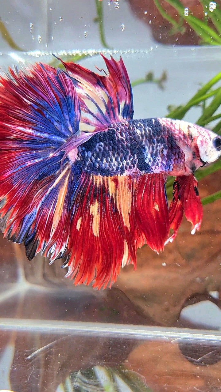 XL HALFMOON ROSETAIL BLUE FANCY RED FIRE MULTICOLOR BETTA FISH