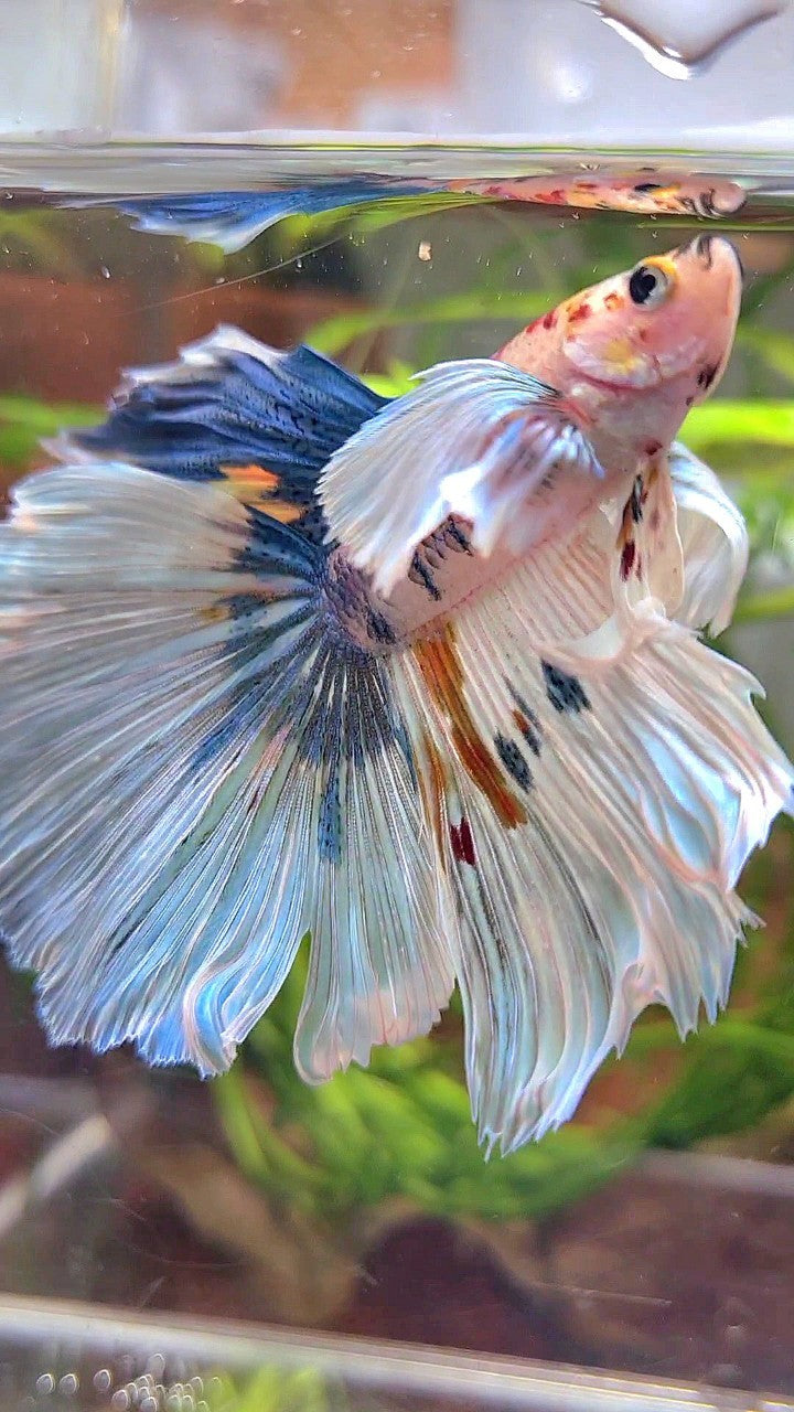 HALFMOON SUPER DUMBO EAR WHITE MULTICOLOR BETTA FISH