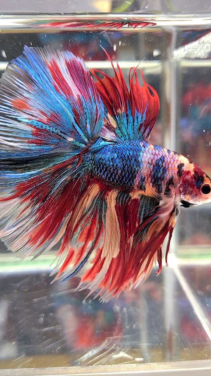 XL HALFMOON ROSETAIL METTALIC RAINBOW MULTICOLOR BETTA FISH