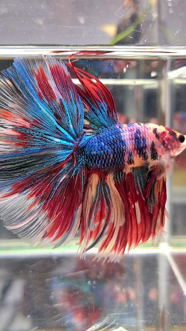 XL HALFMOON ROSETAIL METTALIC RAINBOW MULTICOLOR BETTA FISH