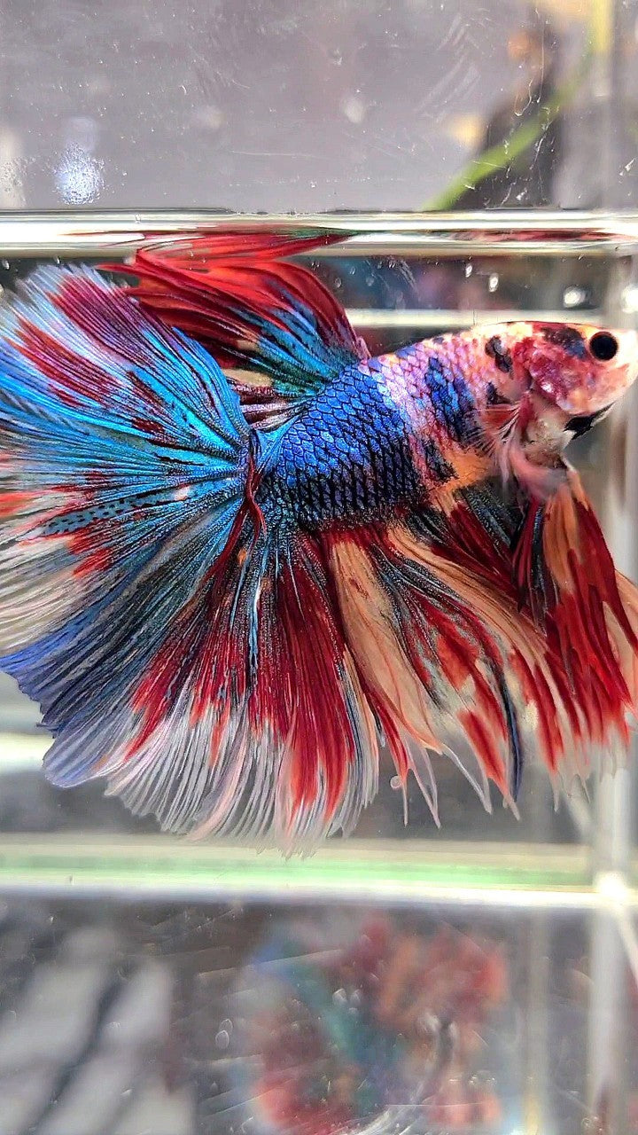 XL HALFMOON ROSETAIL METTALIC RAINBOW MULTICOLOR BETTA FISH