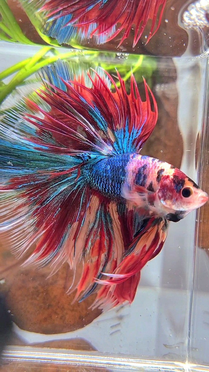 XL HALFMOON ROSETAIL METTALIC RAINBOW MULTICOLOR BETTA FISH