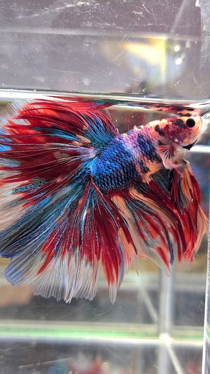 XL HALFMOON ROSETAIL METTALIC RAINBOW MULTICOLOR BETTA FISH