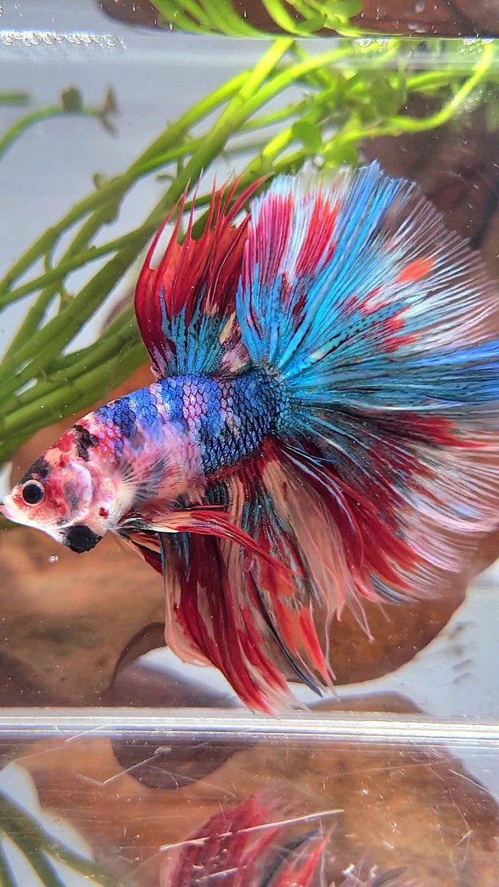 XL HALFMOON ROSETAIL METTALIC RAINBOW MULTICOLOR BETTA FISH