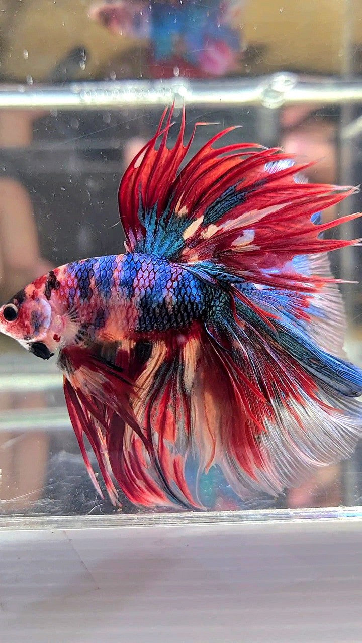 Rainbow Crowntail Betta Fish XL HALFMOON ROSETAIL METTALIC RAINBOW