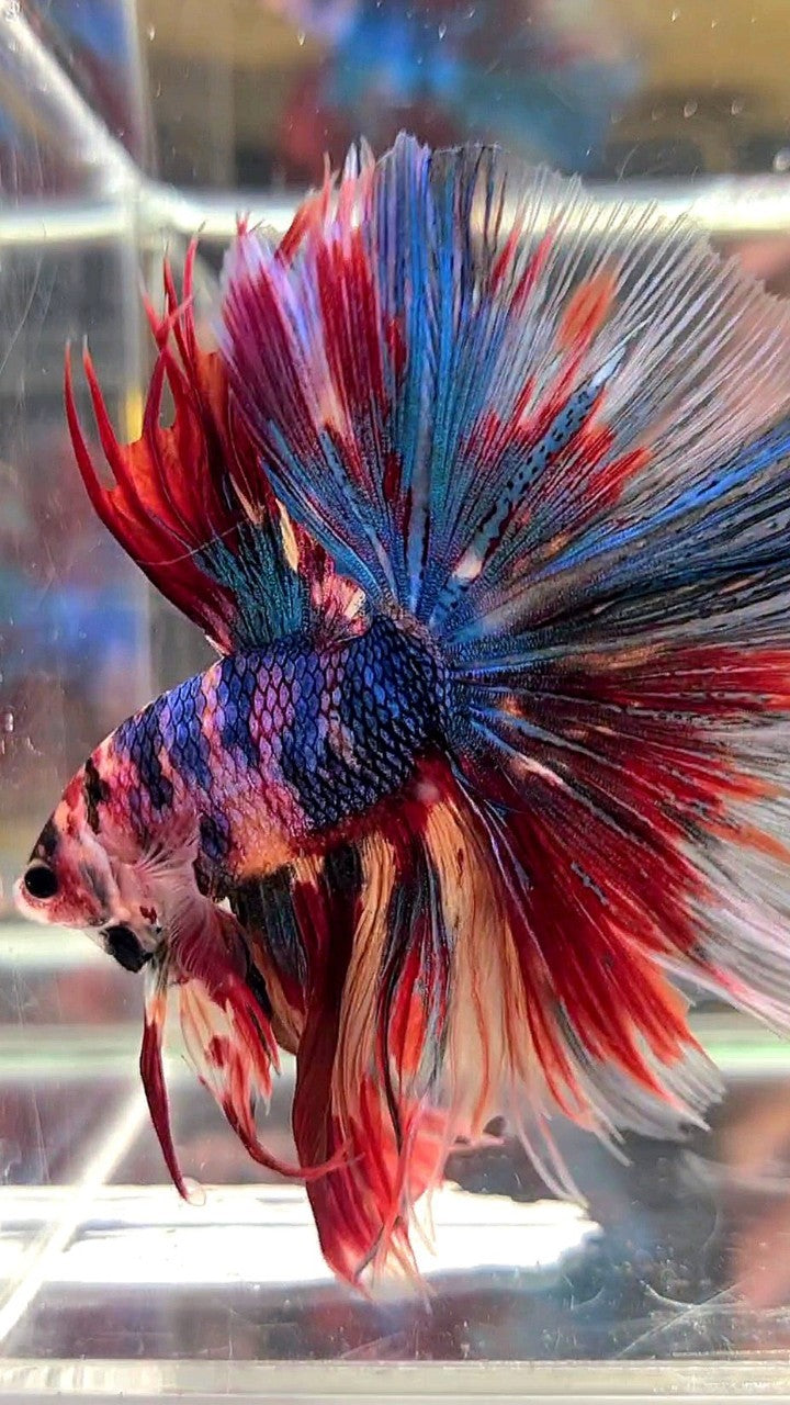 XL HALFMOON ROSETAIL METTALIC RAINBOW MULTICOLOR BETTA FISH