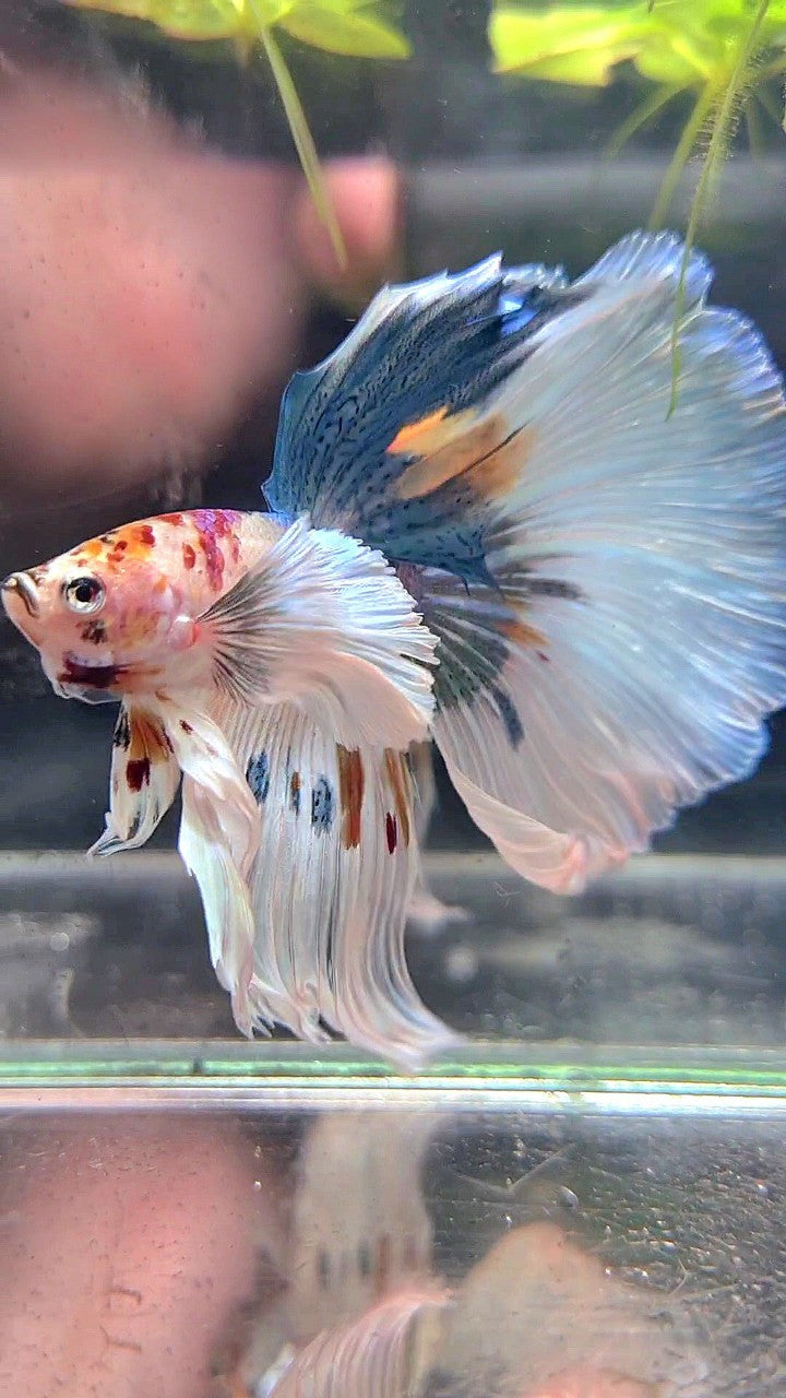 HALFMOON SUPER DUMBO EAR WHITE MULTICOLOR BETTA FISH