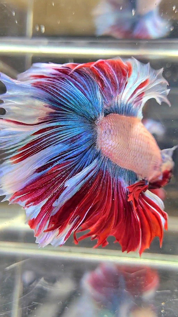 XL HALFMOON DOUBLE TAIL BLUE RED MASCOT WAROCHAI BETTA FISH