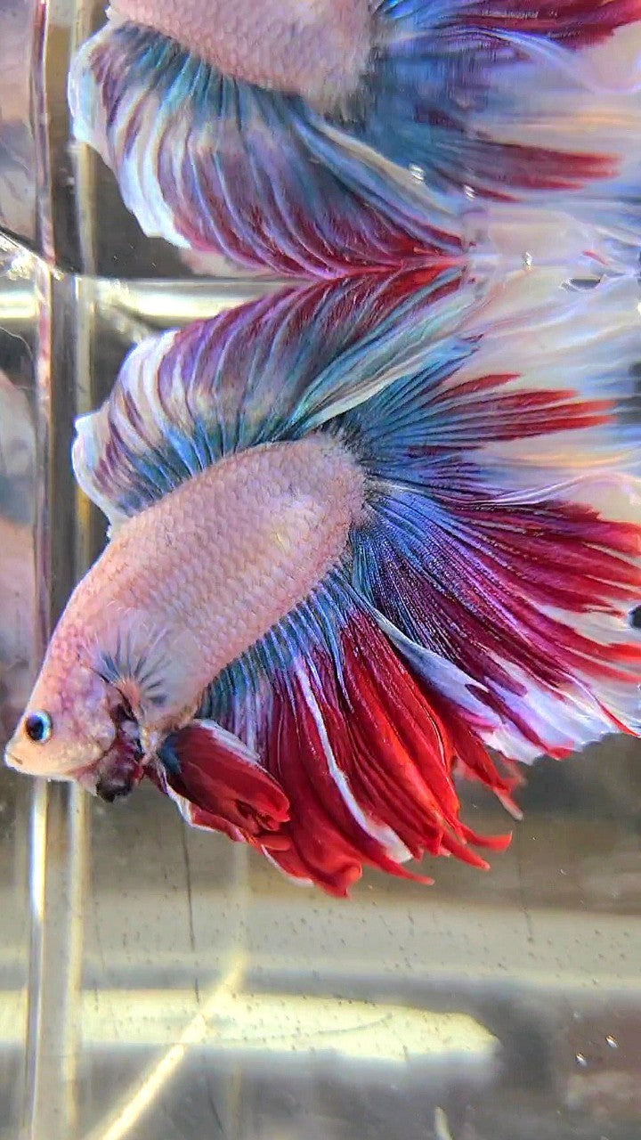 XL HALFMOON DOUBLE TAIL BLUE RED MASCOT WAROCHAI BETTA FISH