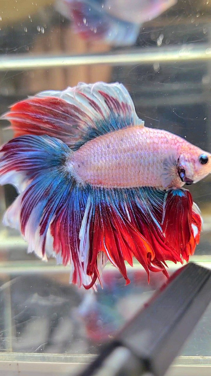 XL HALFMOON DOUBLE TAIL BLUE RED MASCOT WAROCHAI BETTA FISH