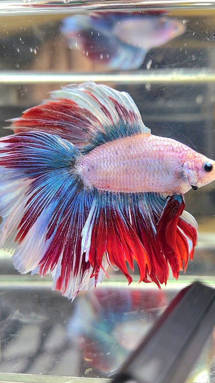 XL HALFMOON DOUBLE TAIL BLUE RED MASCOT WAROCHAI BETTA FISH