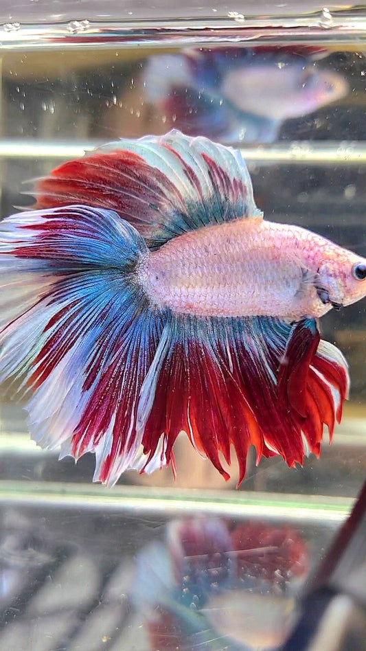 XL HALFMOON DOUBLE TAIL BLUE RED MASCOT WAROCHAI BETTA FISH