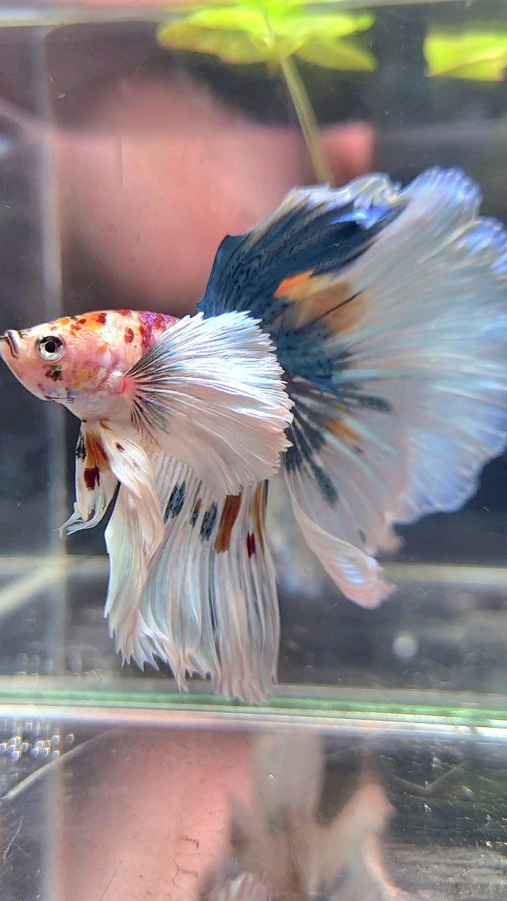 HALFMOON SUPER DUMBO EAR WHITE MULTICOLOR BETTA FISH