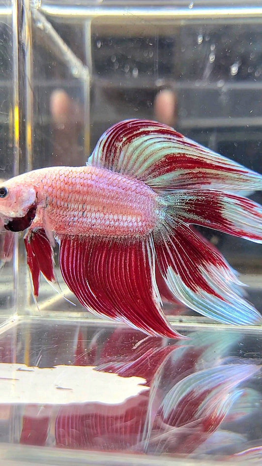 XL VEILTAIL DOUBLE TAIL RED MAGENTA BETTA FISH