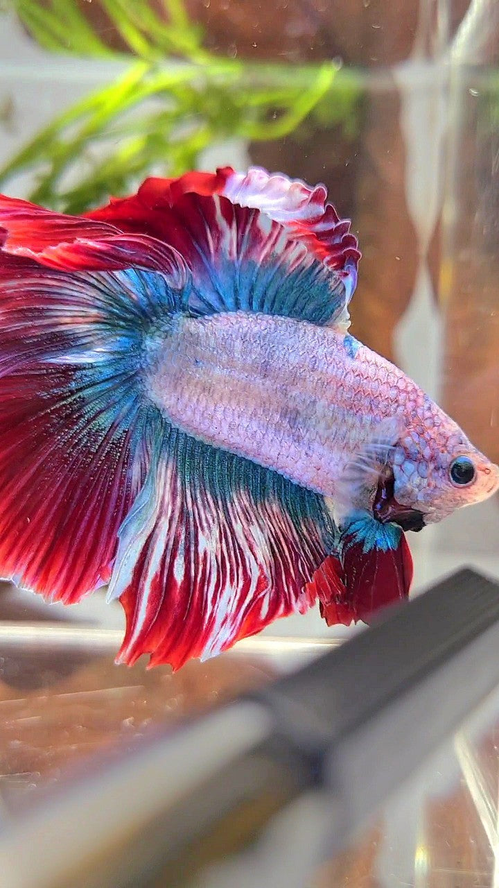 XL HALFMOON DOUBLE TAIL ROSETAIL BLUE RED MASCOT BETTA FISH