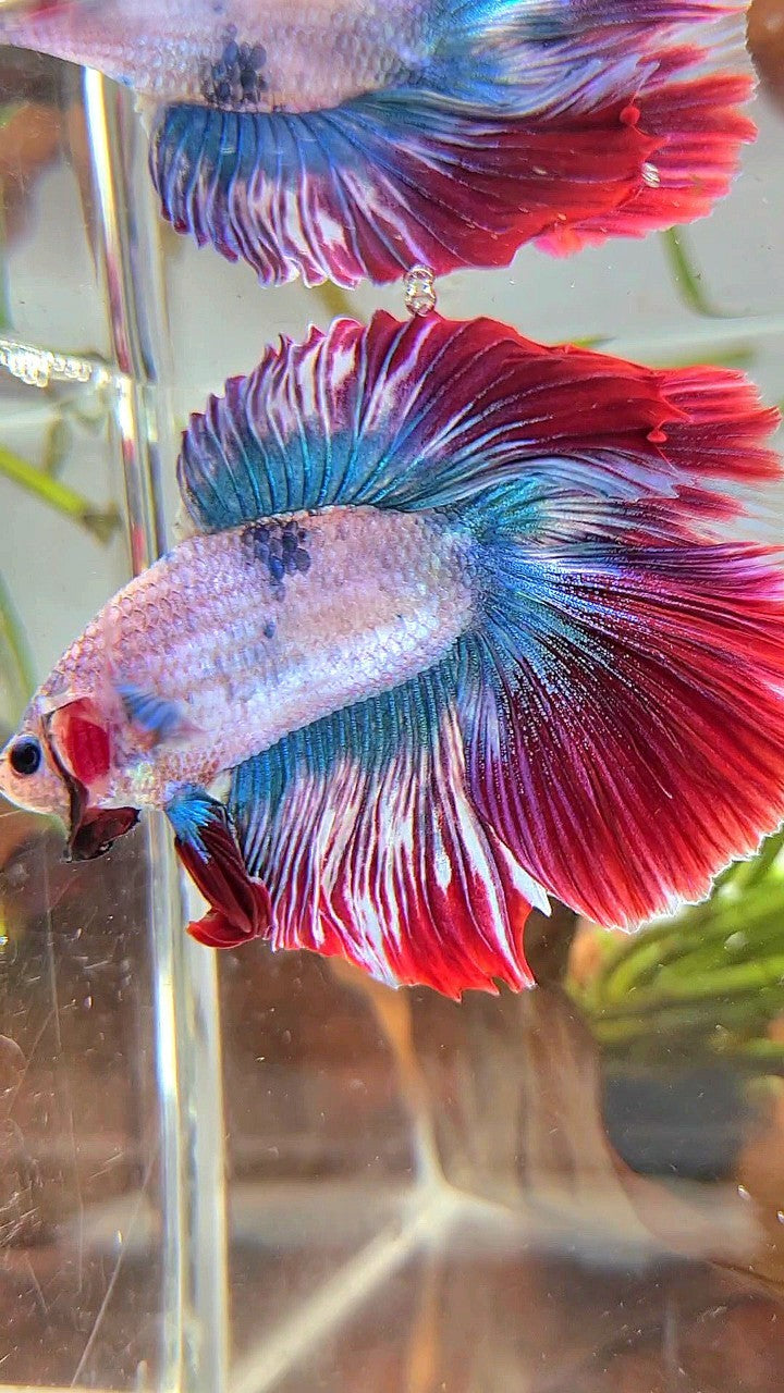 XL HALFMOON DOUBLE TAIL ROSETAIL BLUE RED MASCOT BETTA FISH