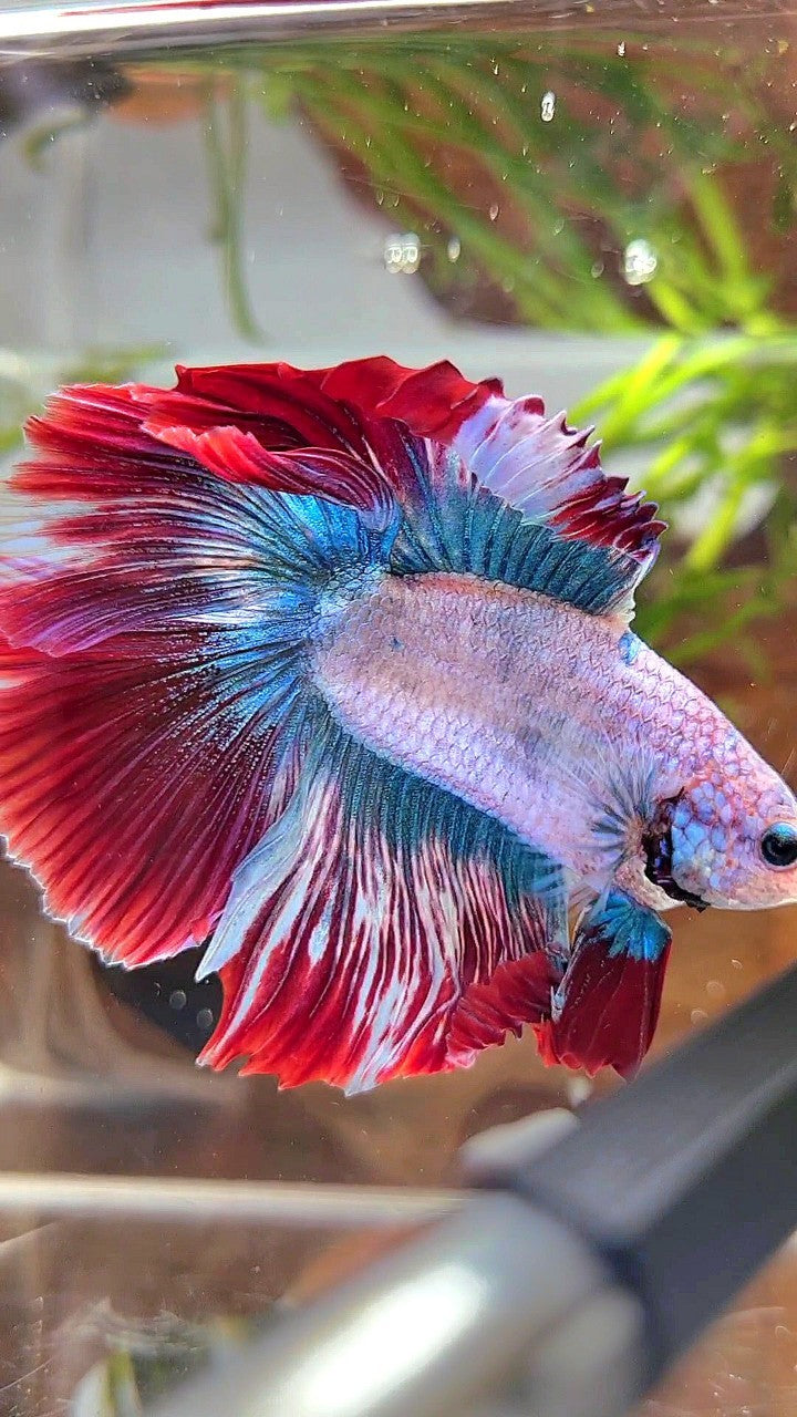 XL HALFMOON DOUBLE TAIL ROSETAIL BLUE RED MASCOT BETTA FISH