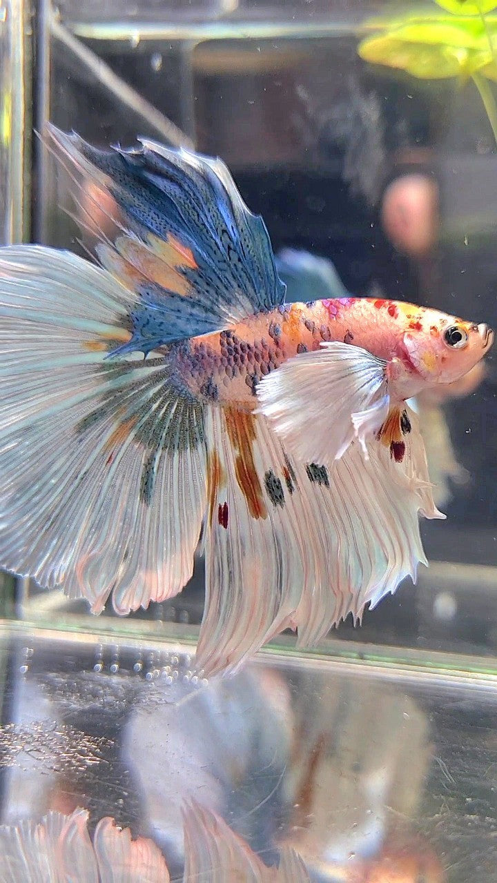 HALFMOON SUPER DUMBO EAR WHITE MULTICOLOR BETTA FISH