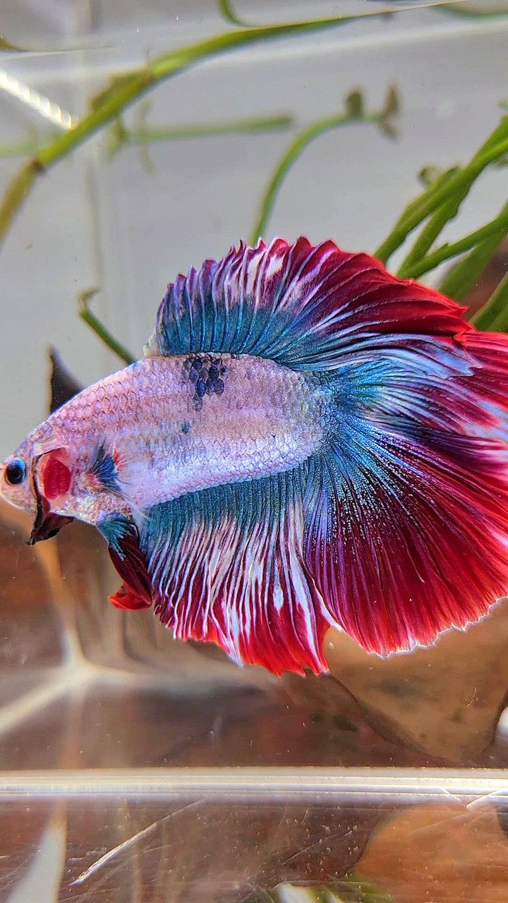 XL HALFMOON DOUBLE TAIL ROSETAIL BLUE RED MASCOT BETTA FISH