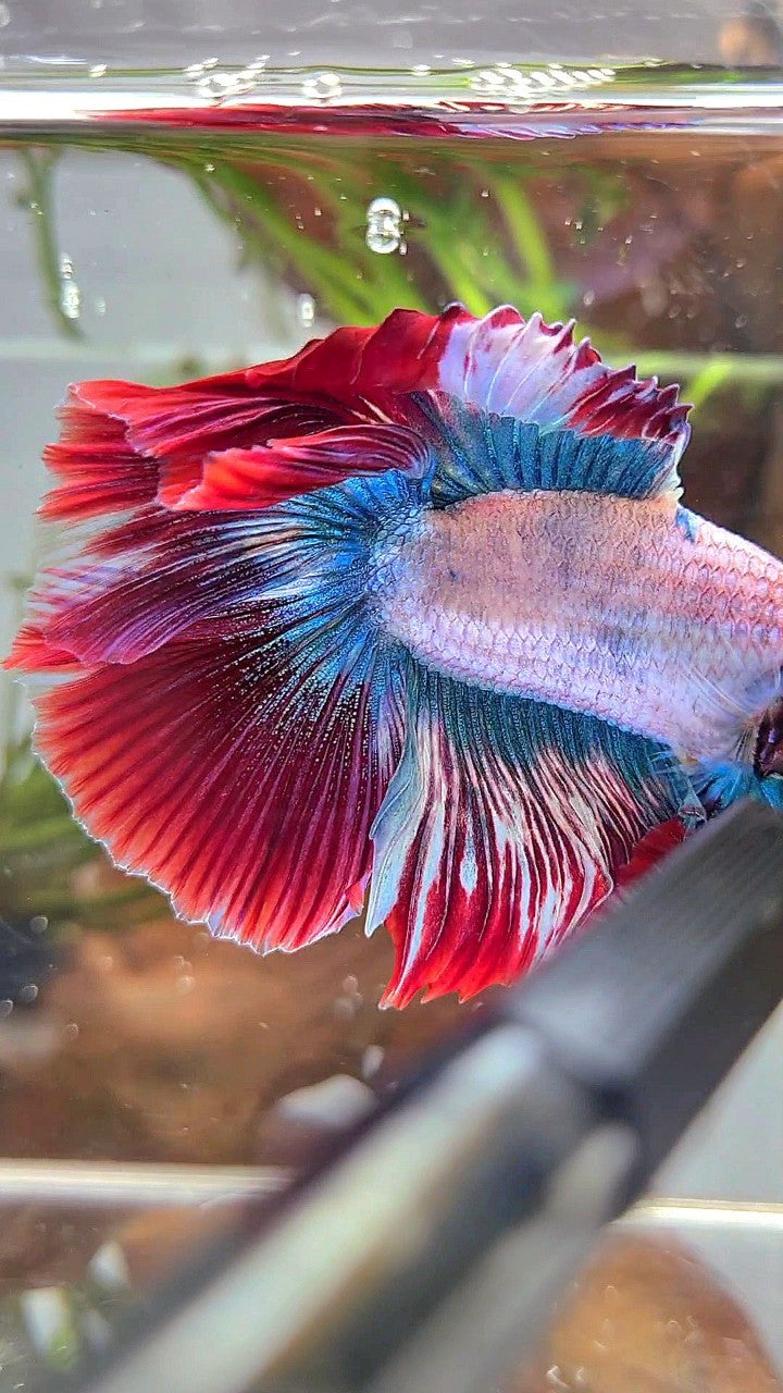 XL HALFMOON DOUBLE TAIL ROSETAIL BLUE RED MASCOT BETTA FISH