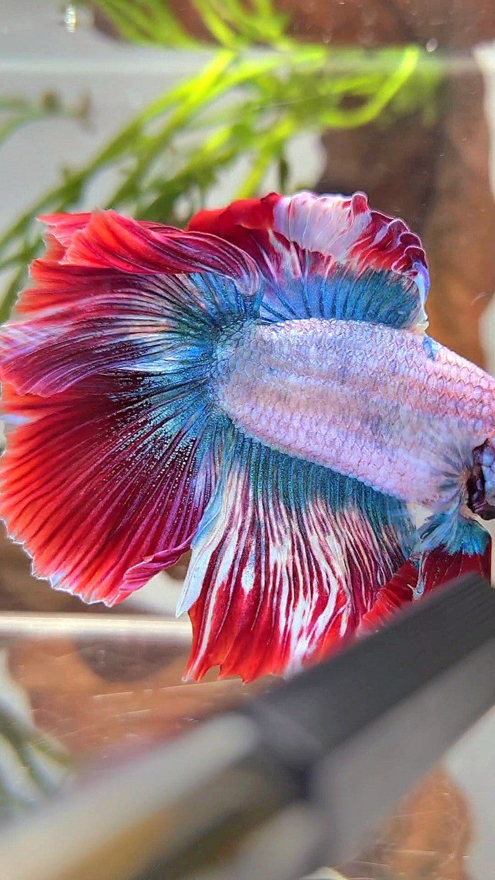 XL HALFMOON DOUBLE TAIL ROSETAIL BLUE RED MASCOT BETTA FISH