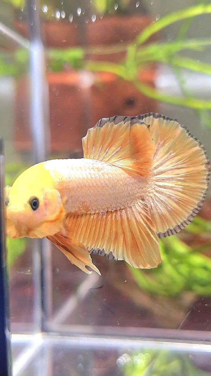 PLAKAT YELLOW FCCP COPPER RIM PATTERN BETTA FISH