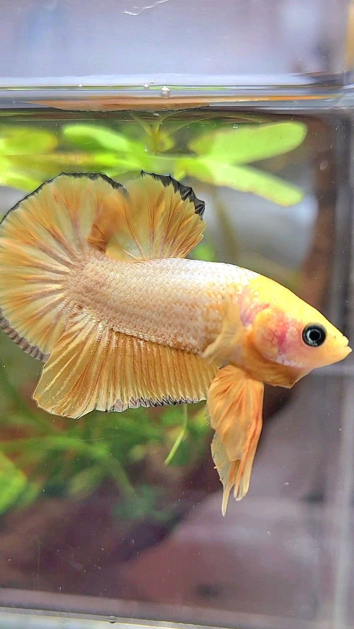 PLAKAT YELLOW FCCP COPPER RIM PATTERN BETTA FISH