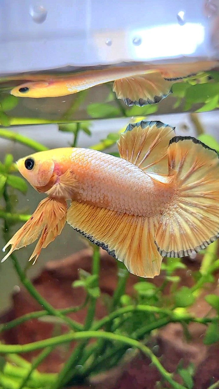 PLAKAT YELLOW FCCP COPPER RIM PATTERN BETTA FISH