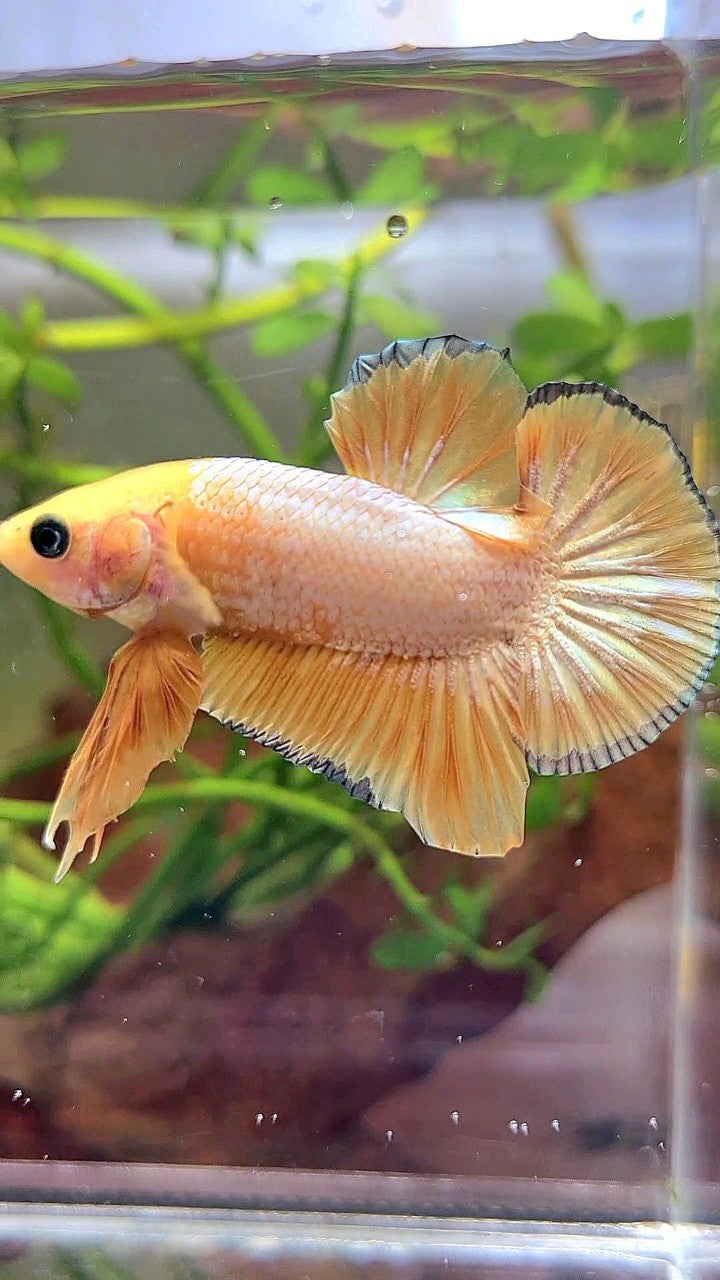 PLAKAT YELLOW FCCP COPPER RIM PATTERN BETTA FISH