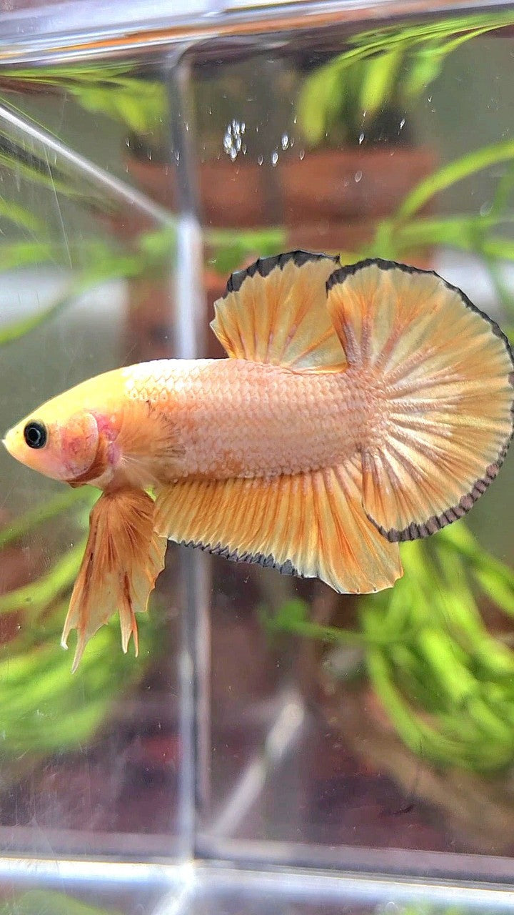 PLAKAT YELLOW FCCP COPPER RIM PATTERN BETTA FISH