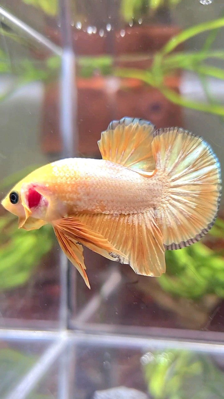 PLAKAT YELLOW FCCP COPPER RIM PATTERN BETTA FISH