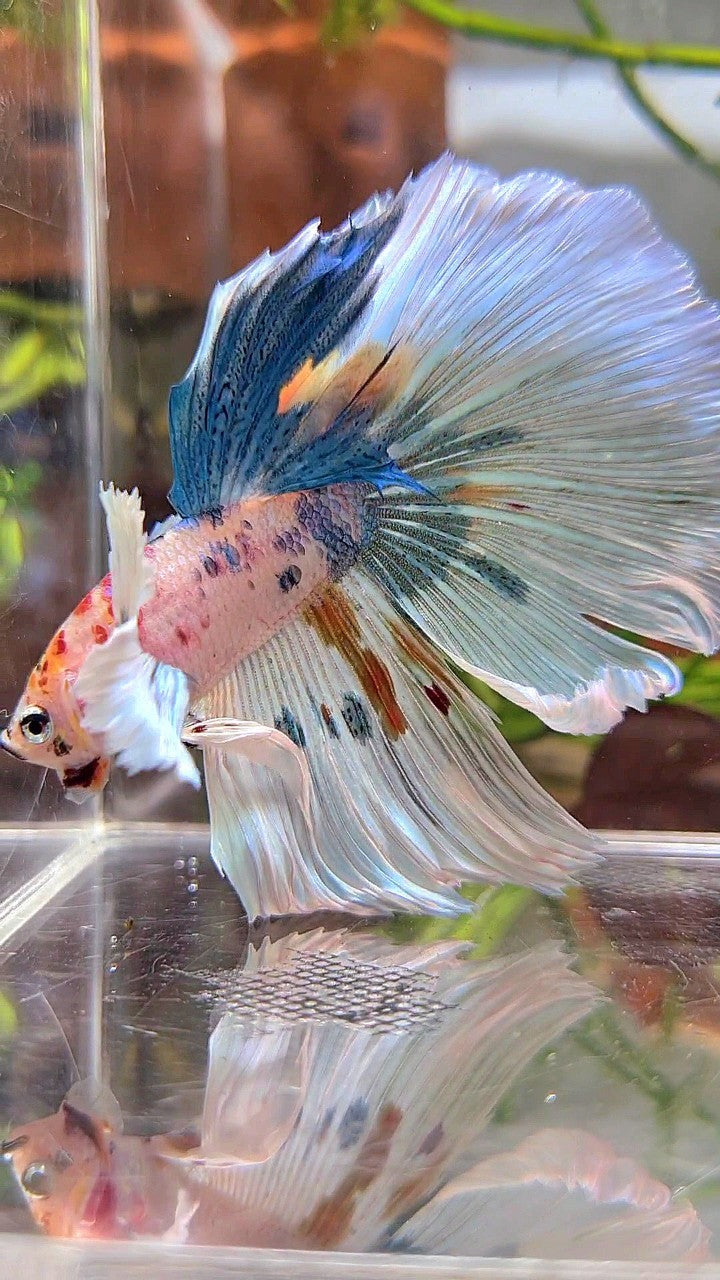 HALFMOON SUPER DUMBO EAR WHITE MULTICOLOR BETTA FISH