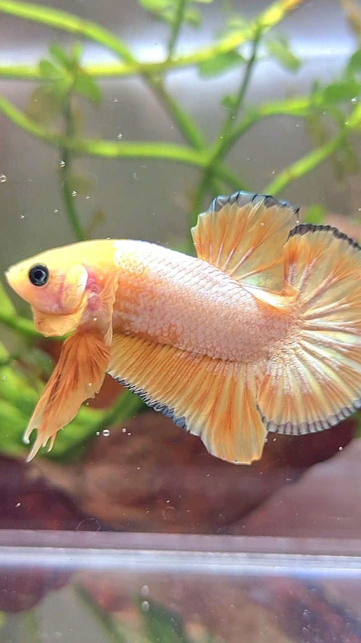 PLAKAT YELLOW FCCP COPPER RIM PATTERN BETTA FISH