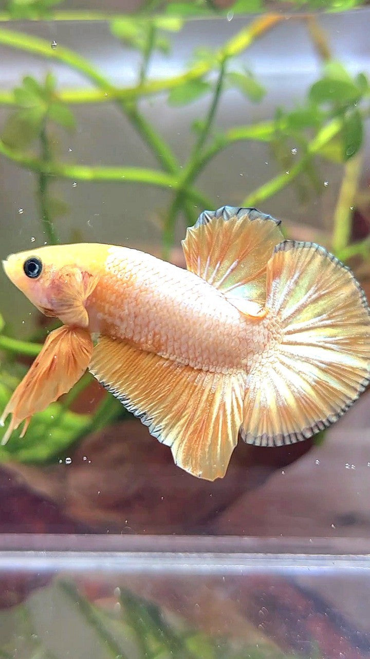 PLAKAT YELLOW FCCP COPPER RIM PATTERN BETTA FISH