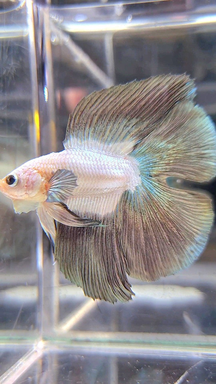 LUXURY HALFMOON DOUBLE TAIL COPPER RIM BICOLOR BETTA FISH