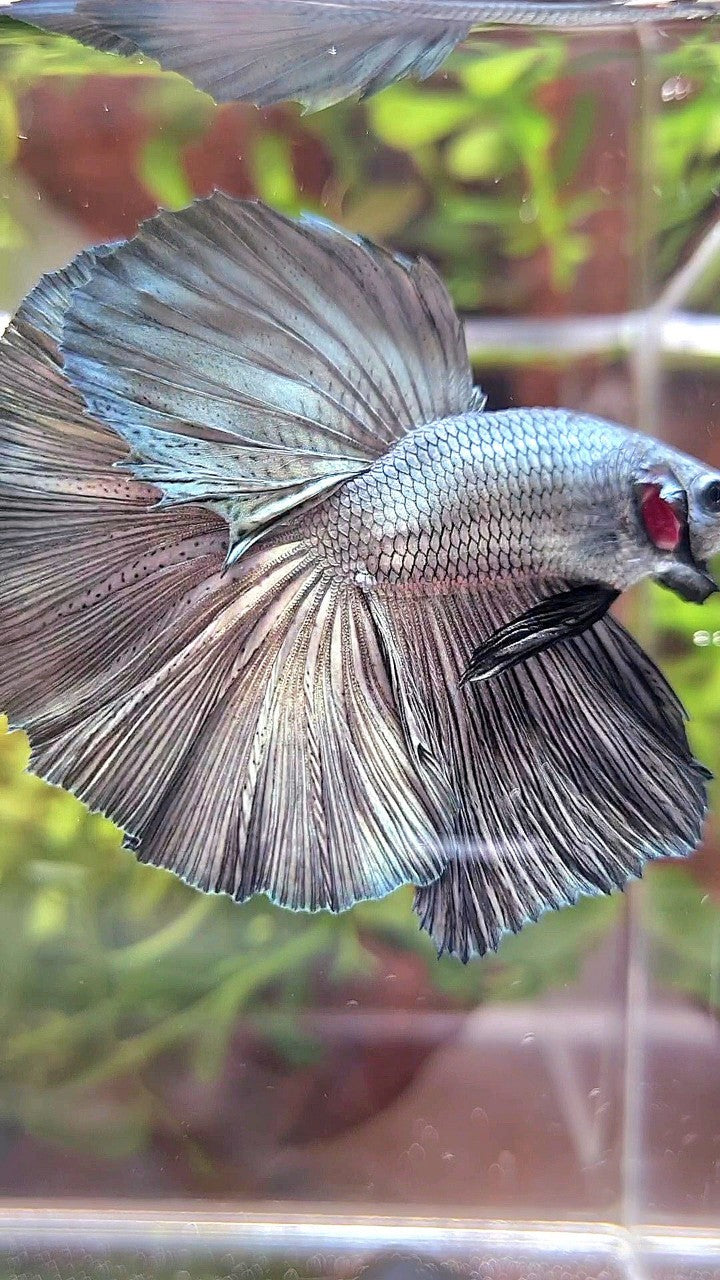 HALFMOON ROSETAIL SUPER COPPER LIGHT SOLID BETTA FISH