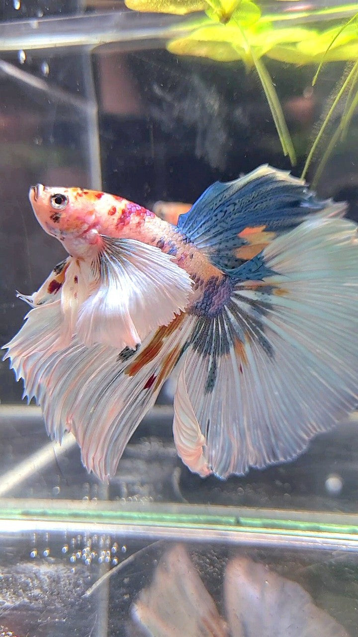 HALFMOON SUPER DUMBO EAR WHITE MULTICOLOR BETTA FISH