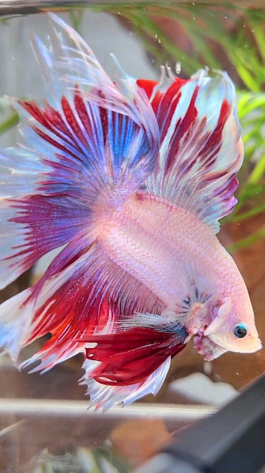 XL HALFMOON DOUBLE TAIL RED PURPLE MASCOT PATTERN BETTA FISH