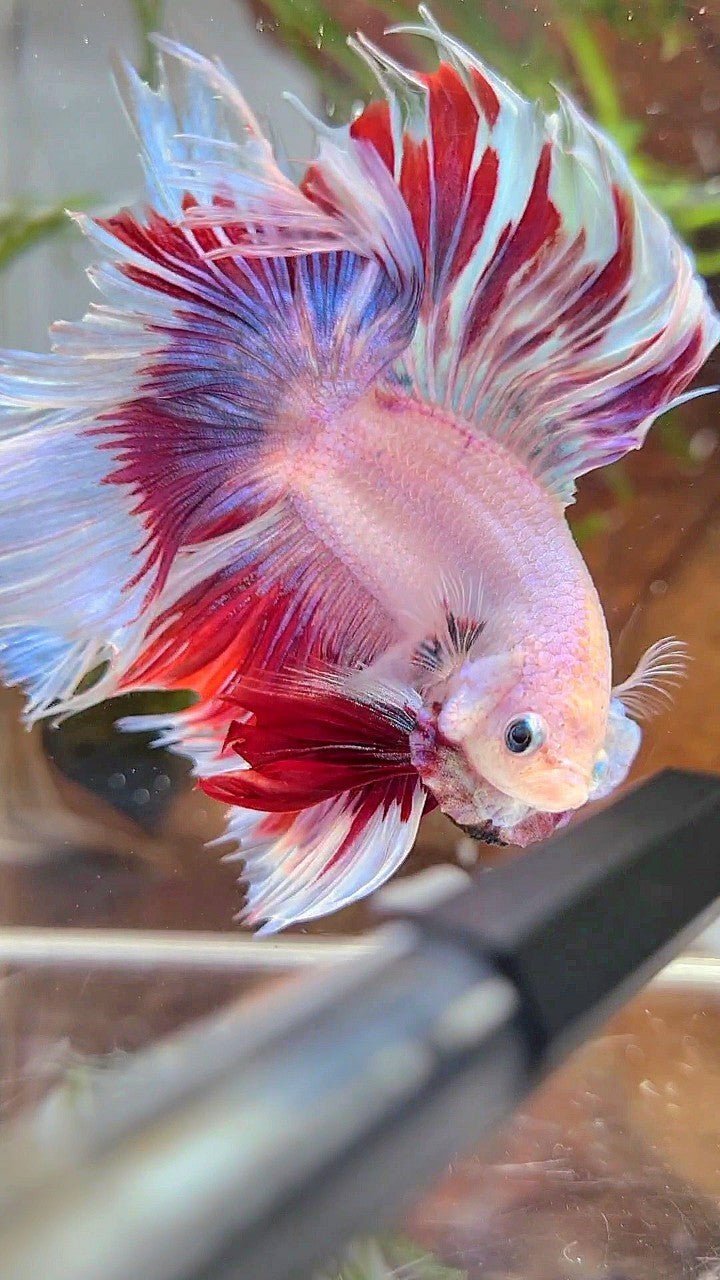 XL HALFMOON DOUBLE TAIL RED PURPLE MASCOT PATTERN BETTA FISH