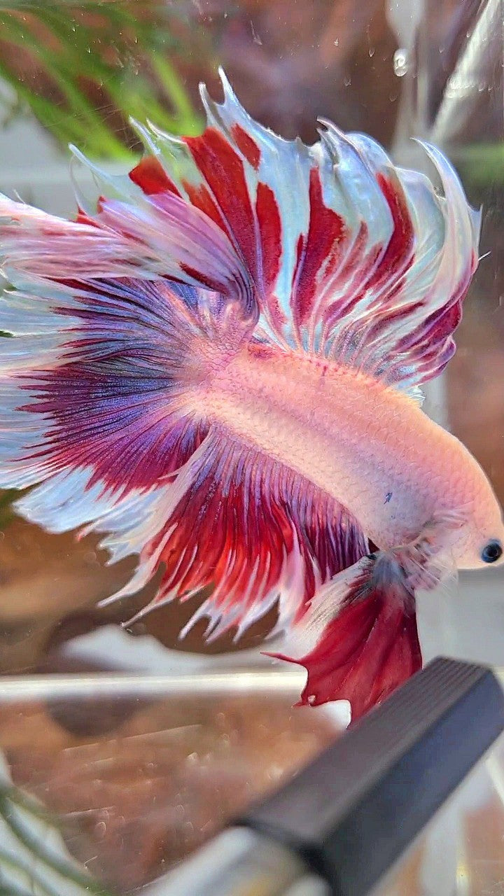 XL HALFMOON DOUBLE TAIL RED PURPLE MASCOT PATTERN BETTA FISH