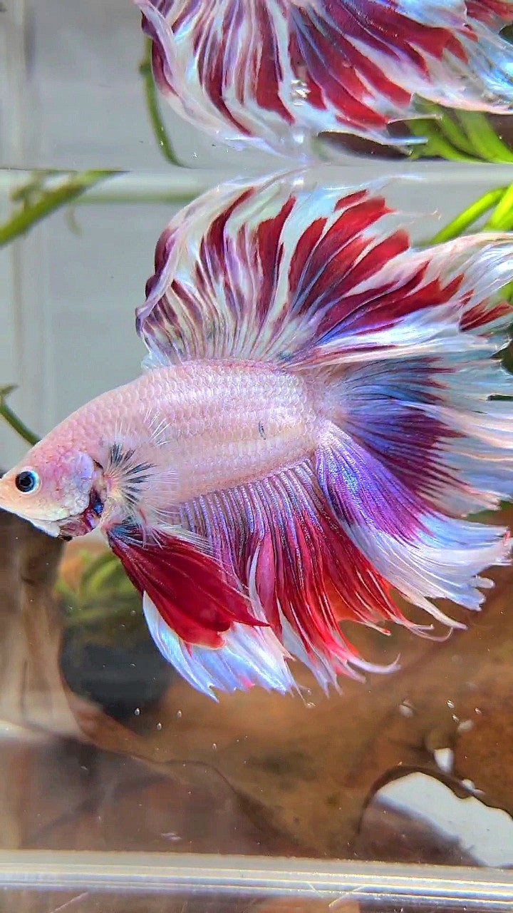 XL HALFMOON DOUBLE TAIL RED PURPLE MASCOT PATTERN BETTA FISH