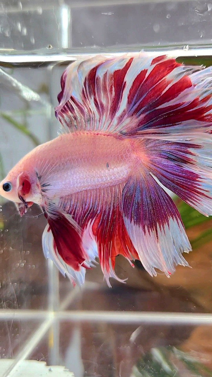 XL HALFMOON DOUBLE TAIL RED PURPLE MASCOT PATTERN BETTA FISH