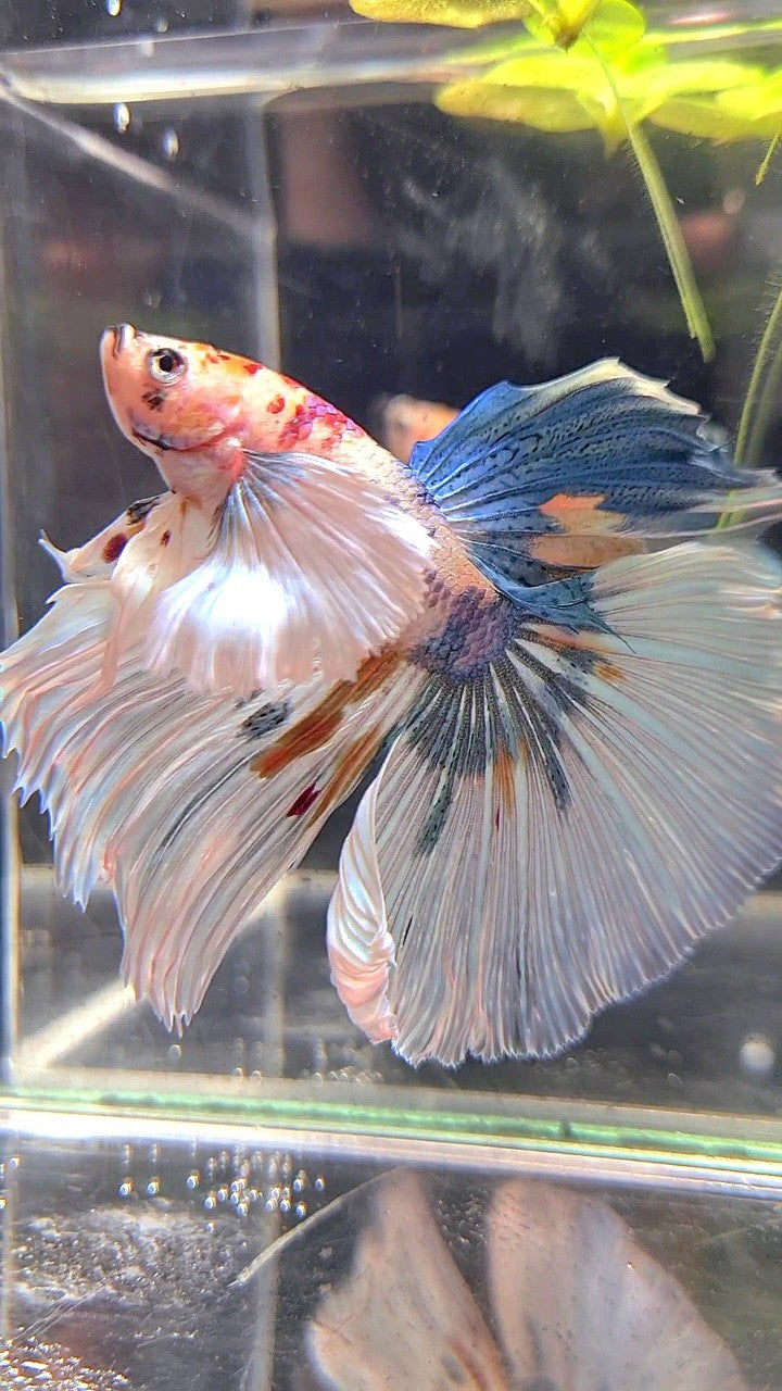 HALFMOON SUPER DUMBO EAR WHITE MULTICOLOR BETTA FISH