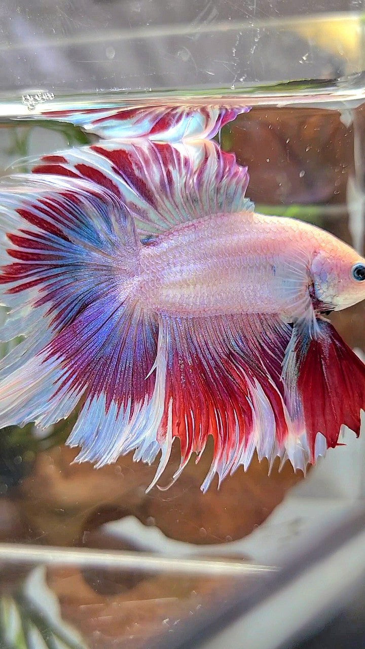 XL HALFMOON DOUBLE TAIL RED PURPLE MASCOT PATTERN BETTA FISH