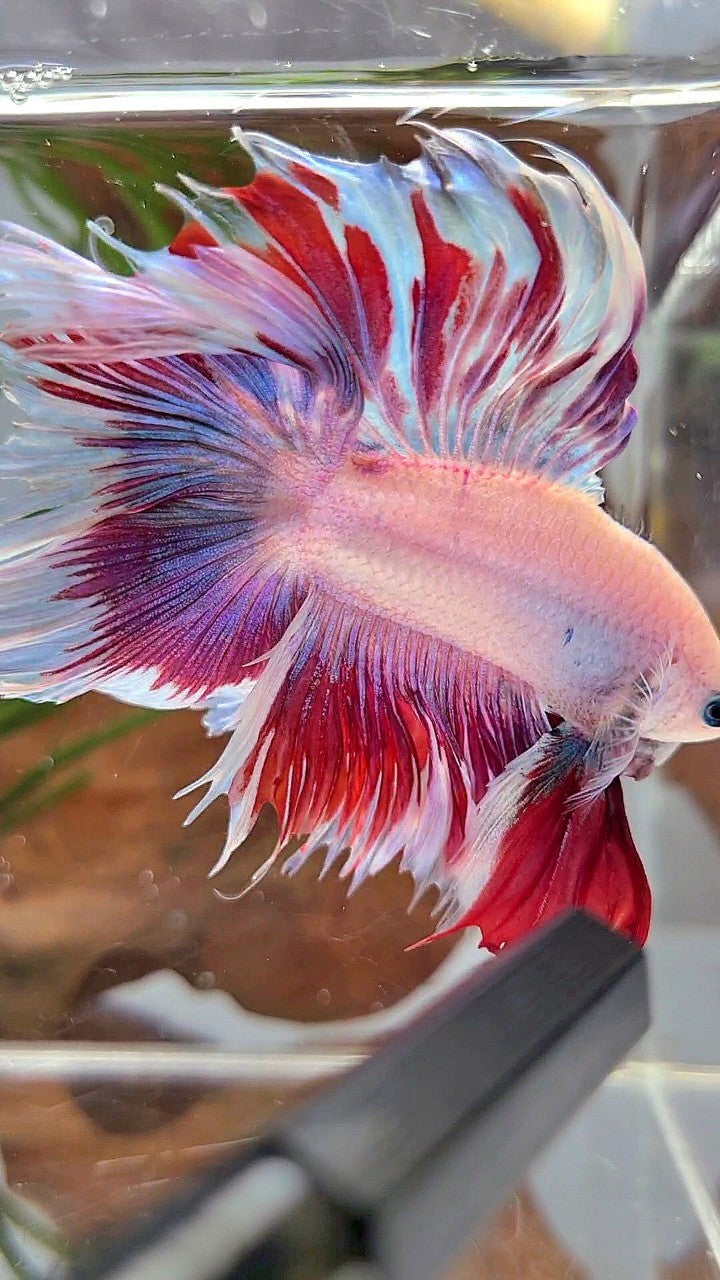 XL HALFMOON DOUBLE TAIL RED PURPLE MASCOT PATTERN BETTA FISH