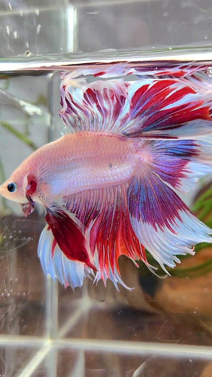 XL HALFMOON DOUBLE TAIL RED PURPLE MASCOT PATTERN BETTA FISH