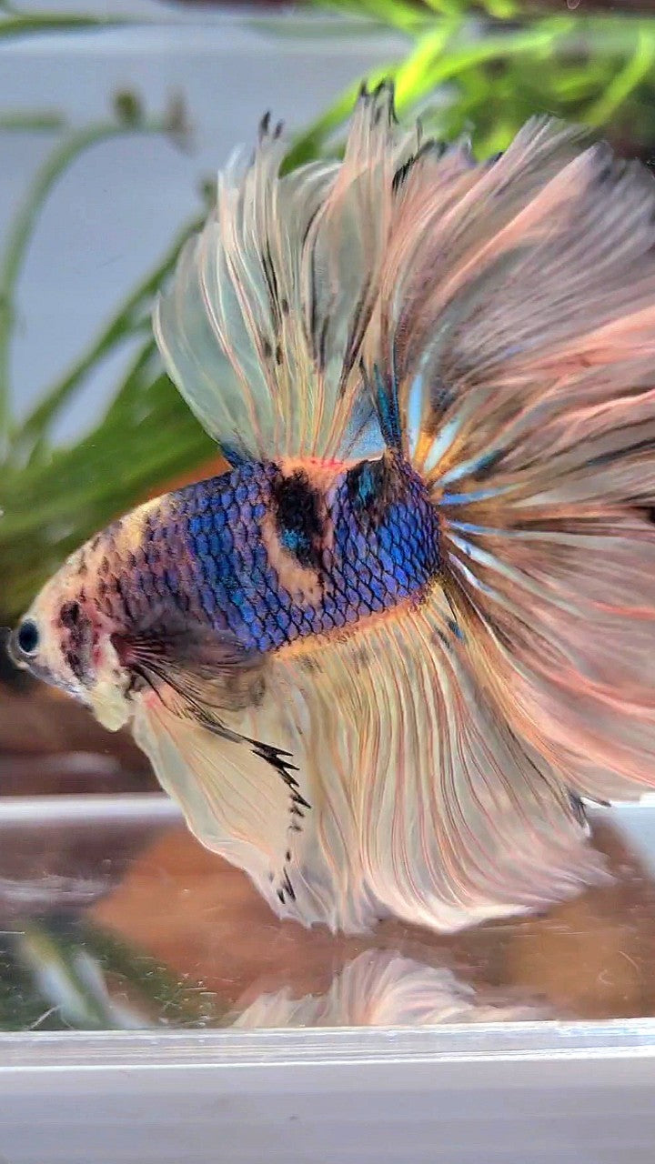 XL HALFMOON ROSETAIL YELLOW KOI GALAXY MULTICOLOR BETTA FISH